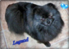 Legend (PomFevre's Truffled Brindled Legend)